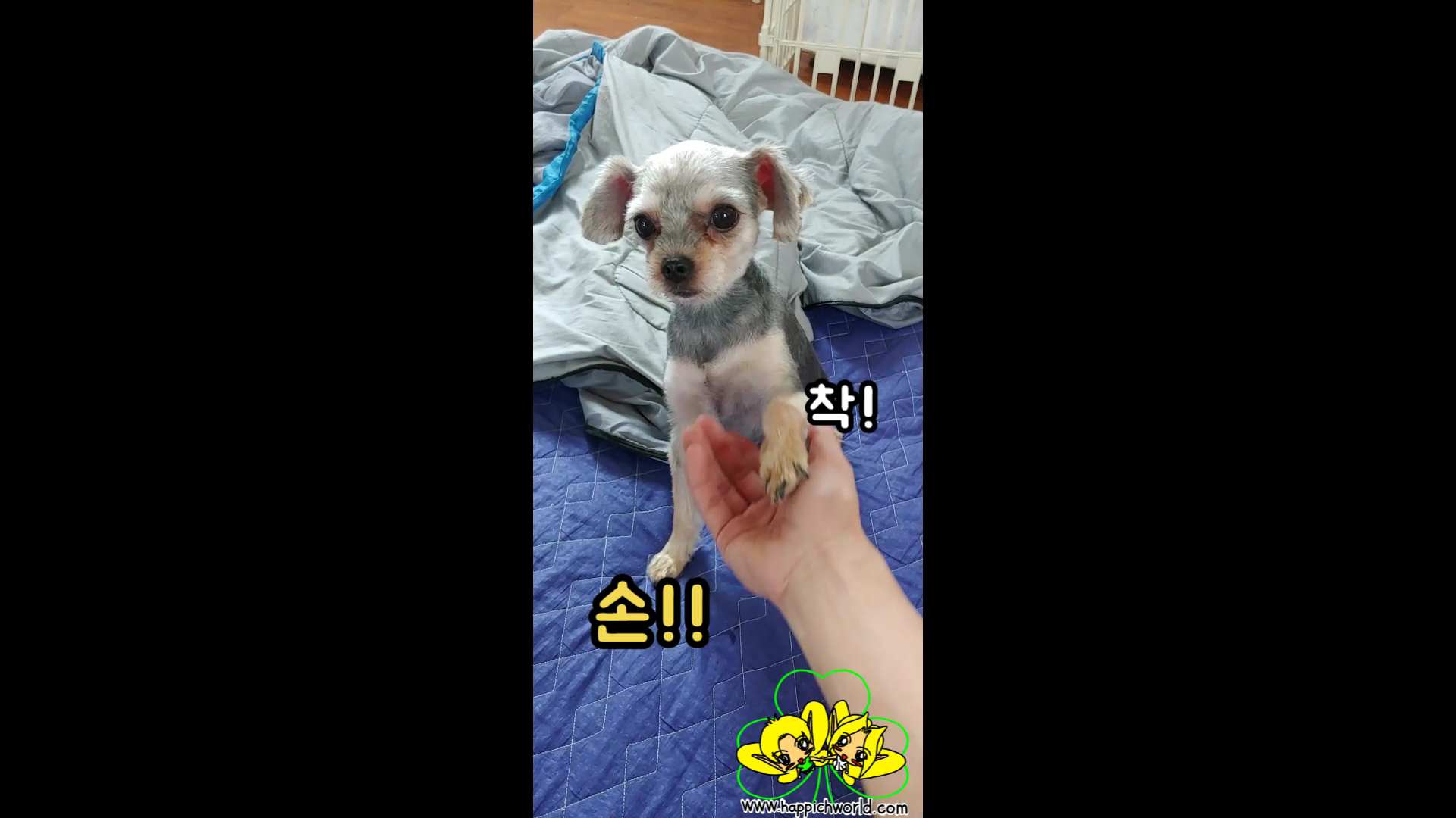  [200921] 빡빡이 해피.ㅋ 이젠 '손!'도 할 줄 알아요~^^//ㅋ(동영상)