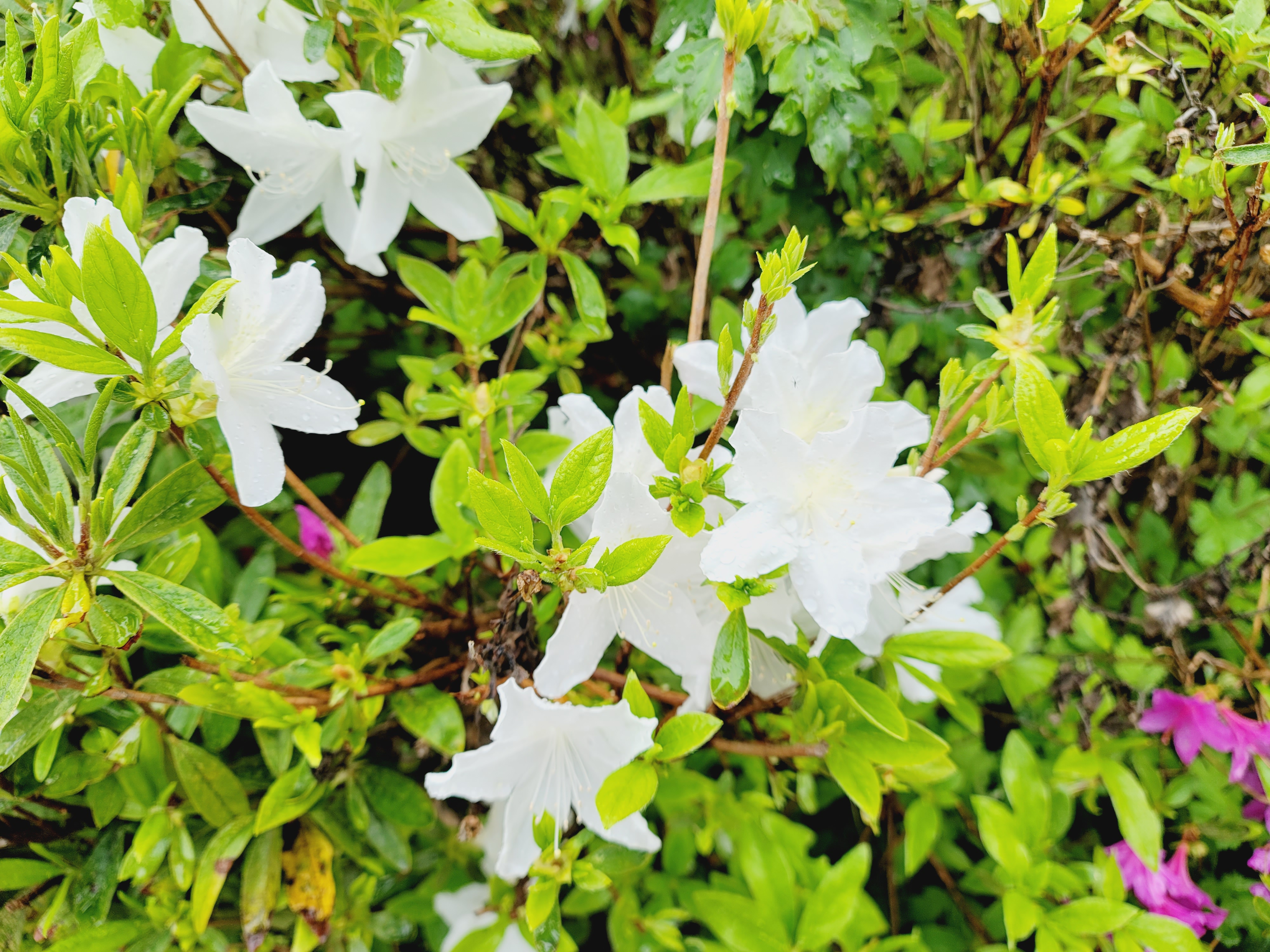 산철쭉 화단접대 63