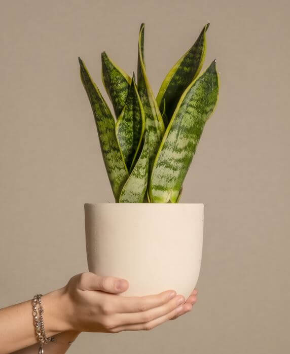 산세베리아-(Sansevieria)