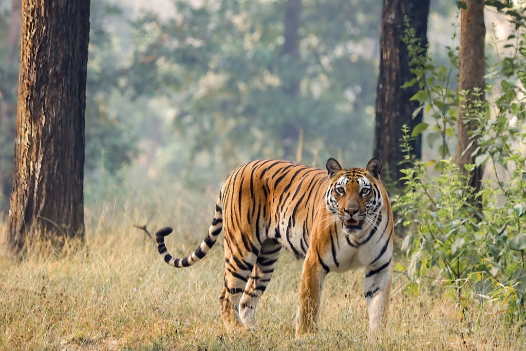 Tiger.