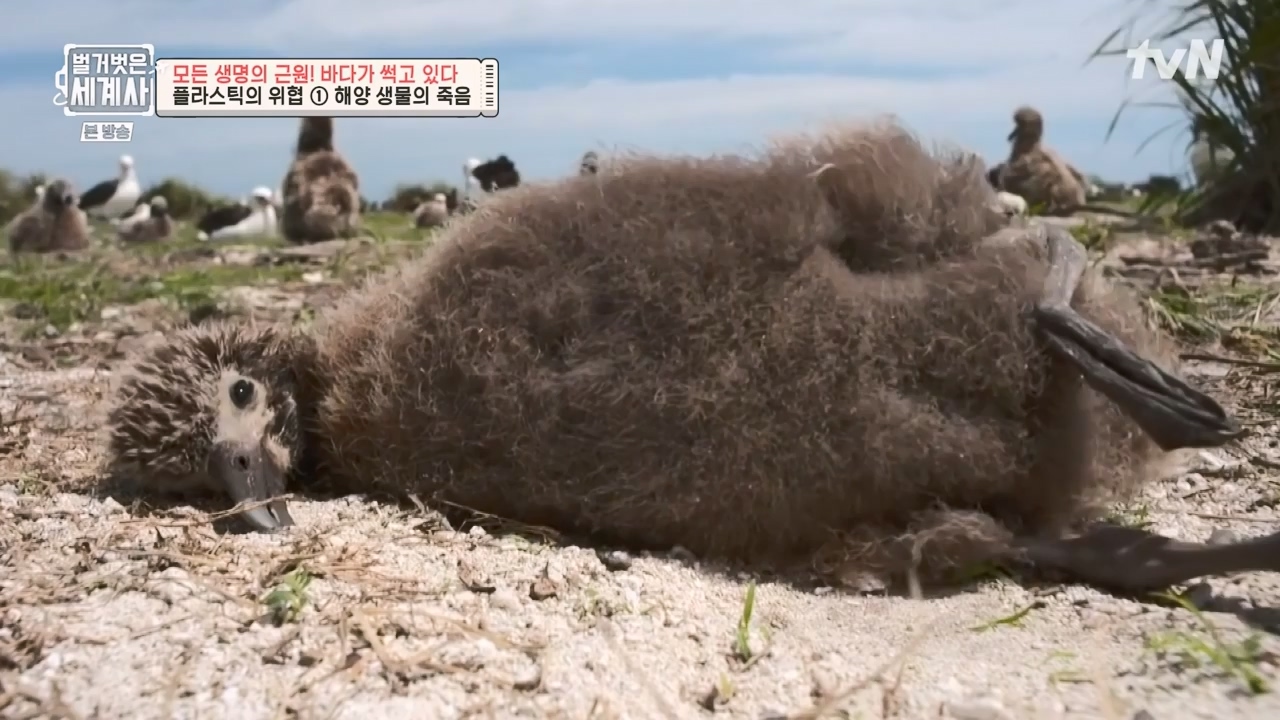 벌거벗은 세계사.E90.230315p-NEXT.mp4_20230419_212545.511.jpg