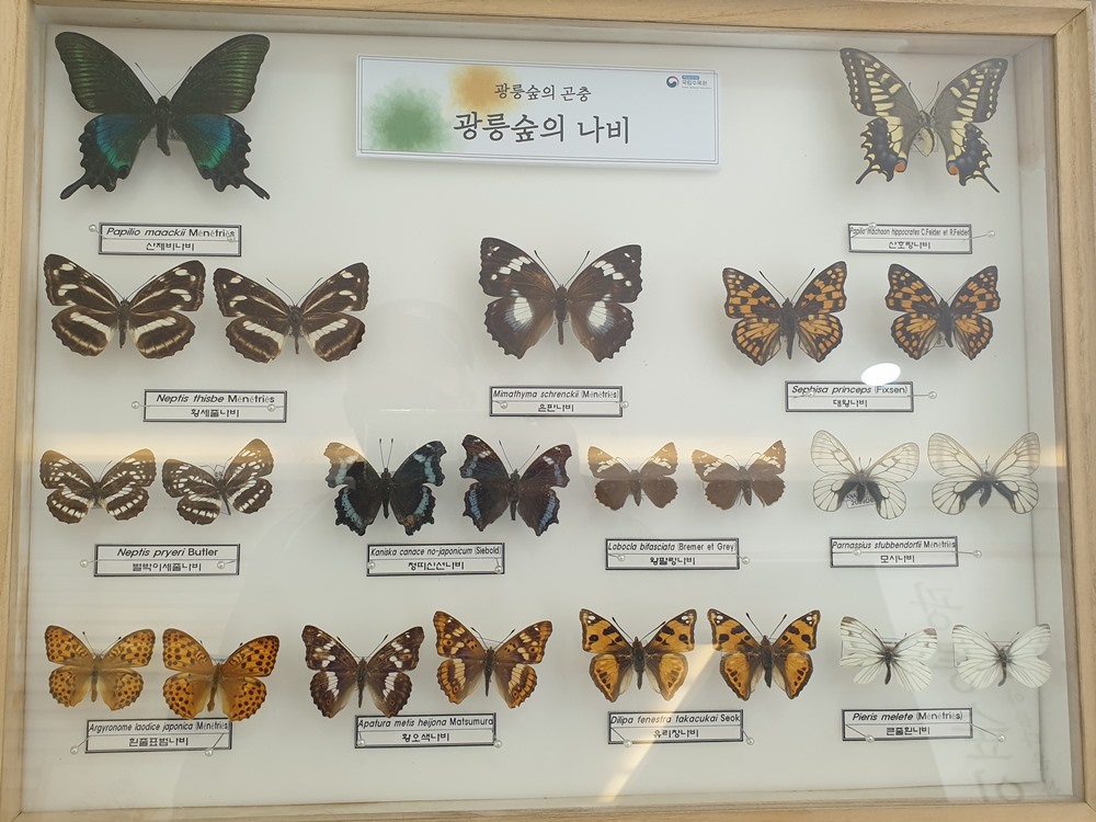 광릉숲에서-볼수있는-나비종류