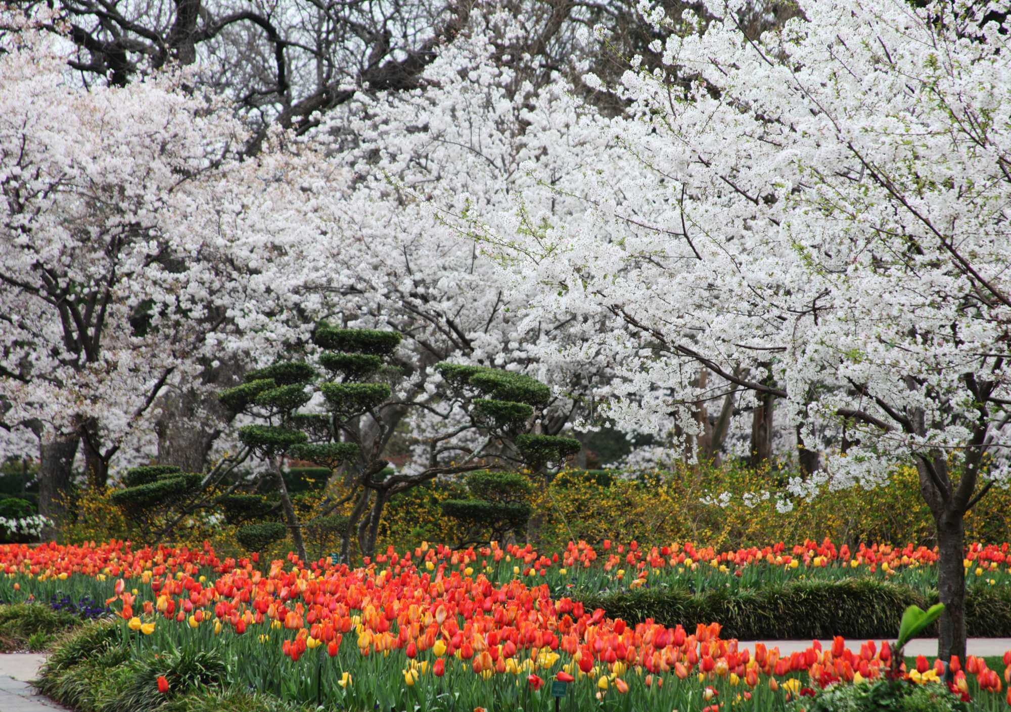 달라스 아보레텀 앤 보태니컬 가든, 달라스