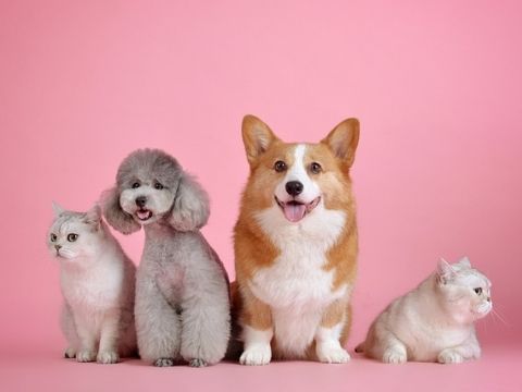 반려동물 입양