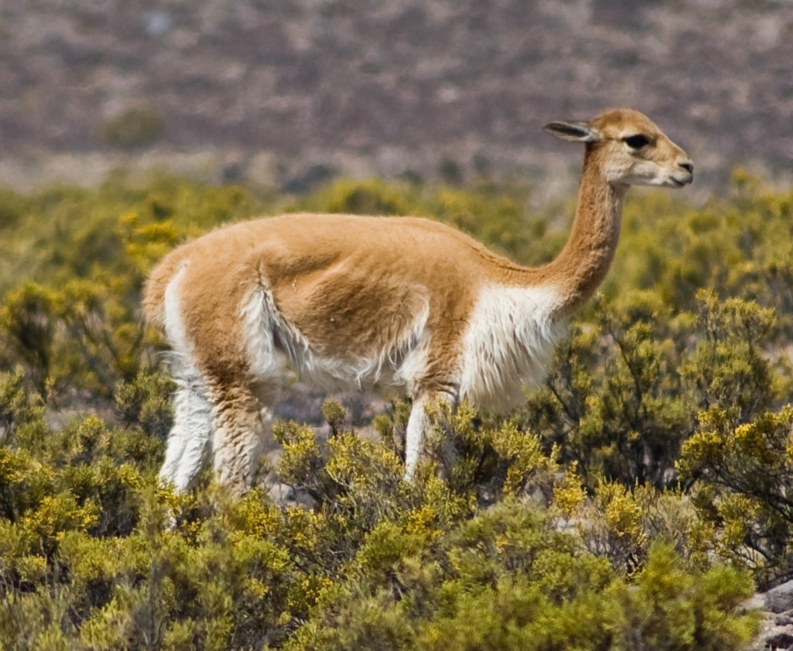 [동물 백과] 비쿠냐 (Vicuña&#44; 학명: Vicugna vicugna)