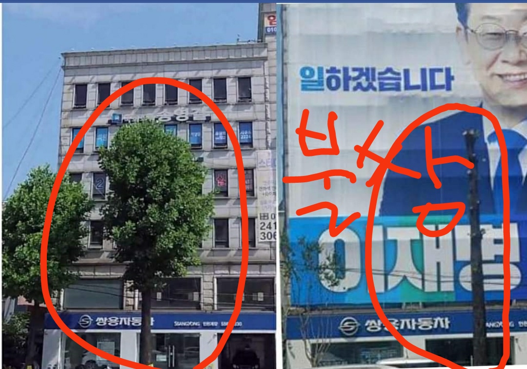  계양구 이재명 캠프건물 현수막 앞, 가로수 논란 이재명 일하겠습니다 나무를 앙상하게... 몸통만 남은 나무 이재명 후보 선거사무실 외벽에 걸린 대형현수막 가린 나무의 최후
