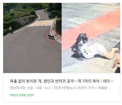  [오후뉴스] 목줄 없이 방치한 개, 행인과 반려견 공격…개 1마리 죽어