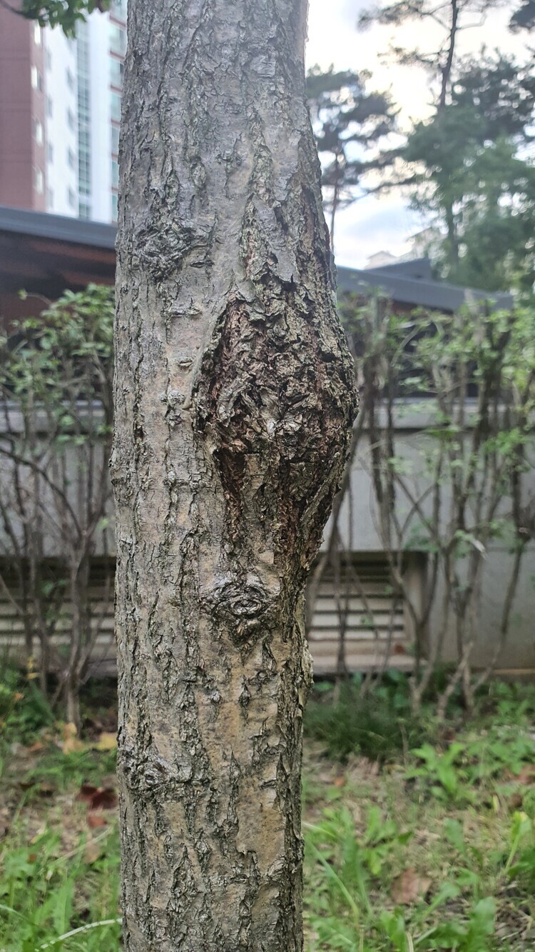  회화나무녹병