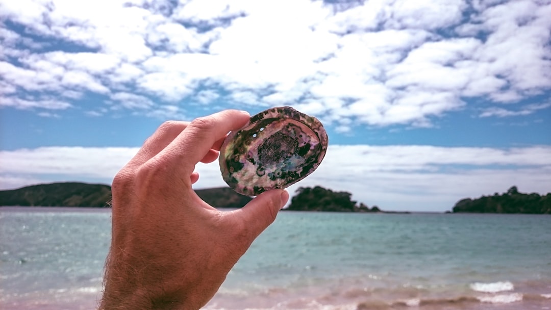 Abalone.