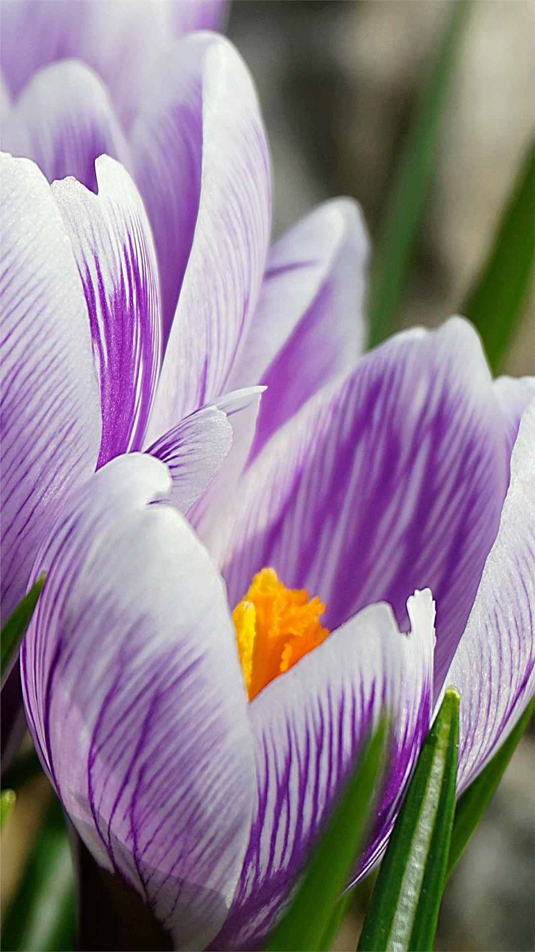 Crocus Flower iPhone Wallpaper