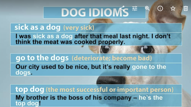  [영어] Dog 관용어구