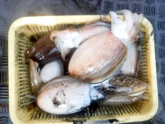 갑오징어 손질법 제철 맛있게 먹는 방법_11