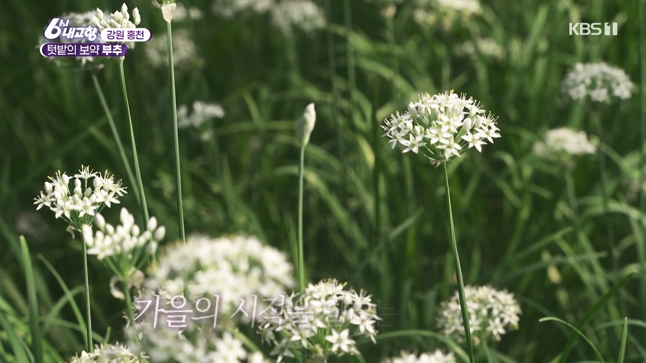 6시 내고향.E7888.230926p-NEXT.mp4_20230926_214715.208.jpg