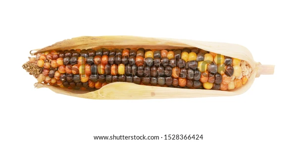  옥수수 효능 및 맛있게 삶는방법