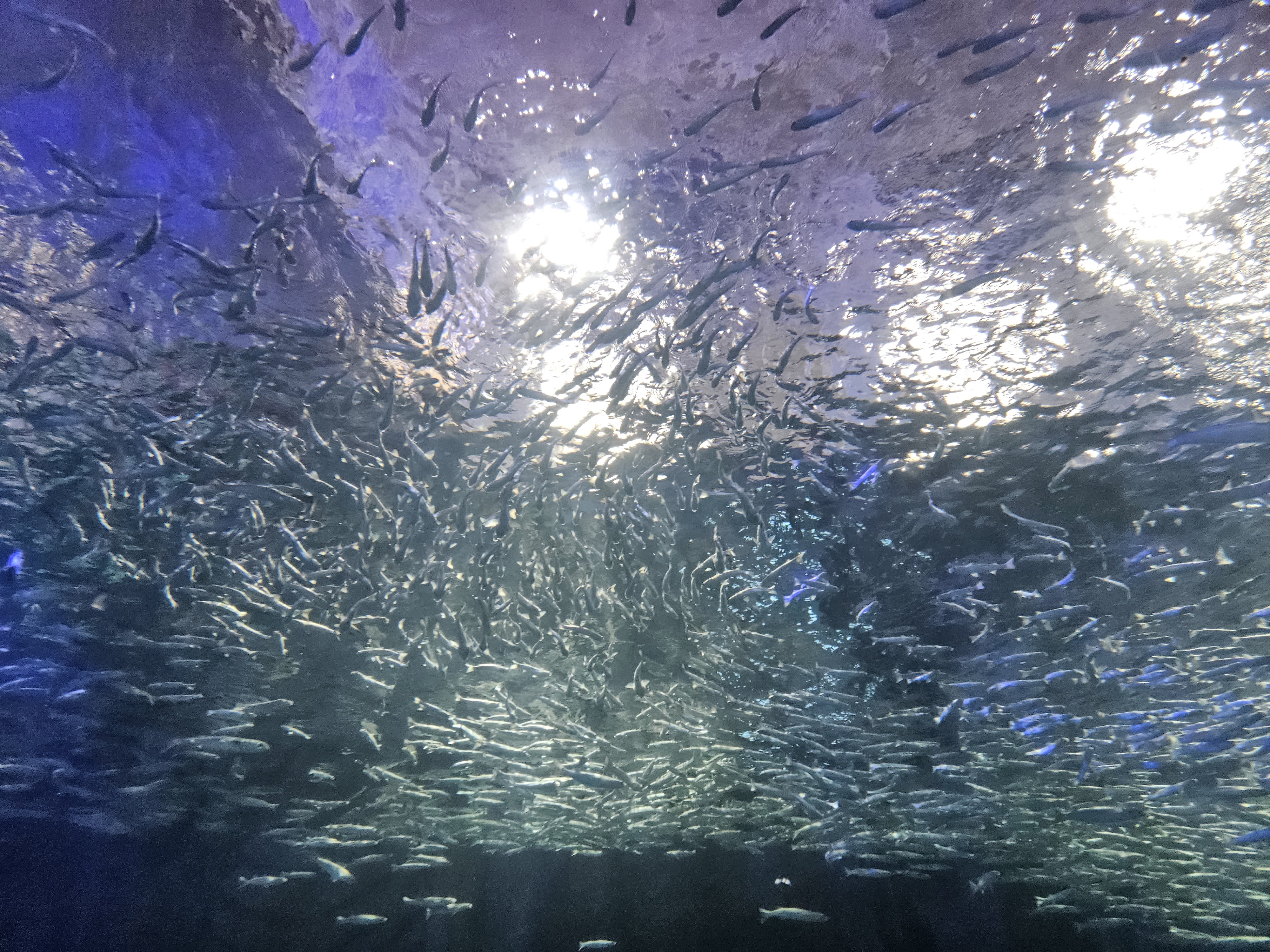 제주도 실내 아이동반 가기좋은 아쿠아플라넷 식당메뉴&amp;#44; 공연시간 정보&amp;#44; 도민할인 금액