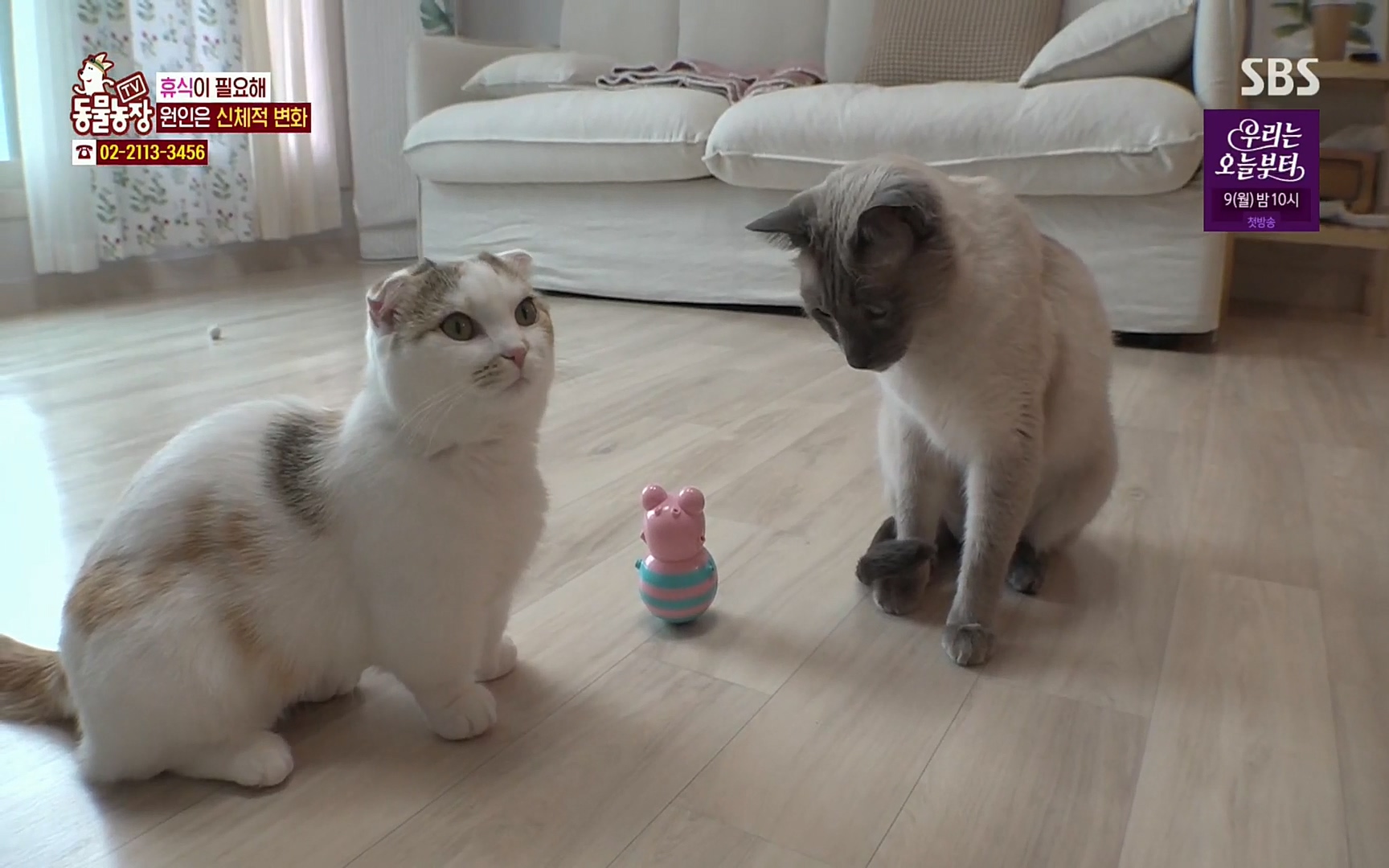 TV 동물농장.E1067.220501p.H264-F1RST.mp4_20220501_183054.436.jpg