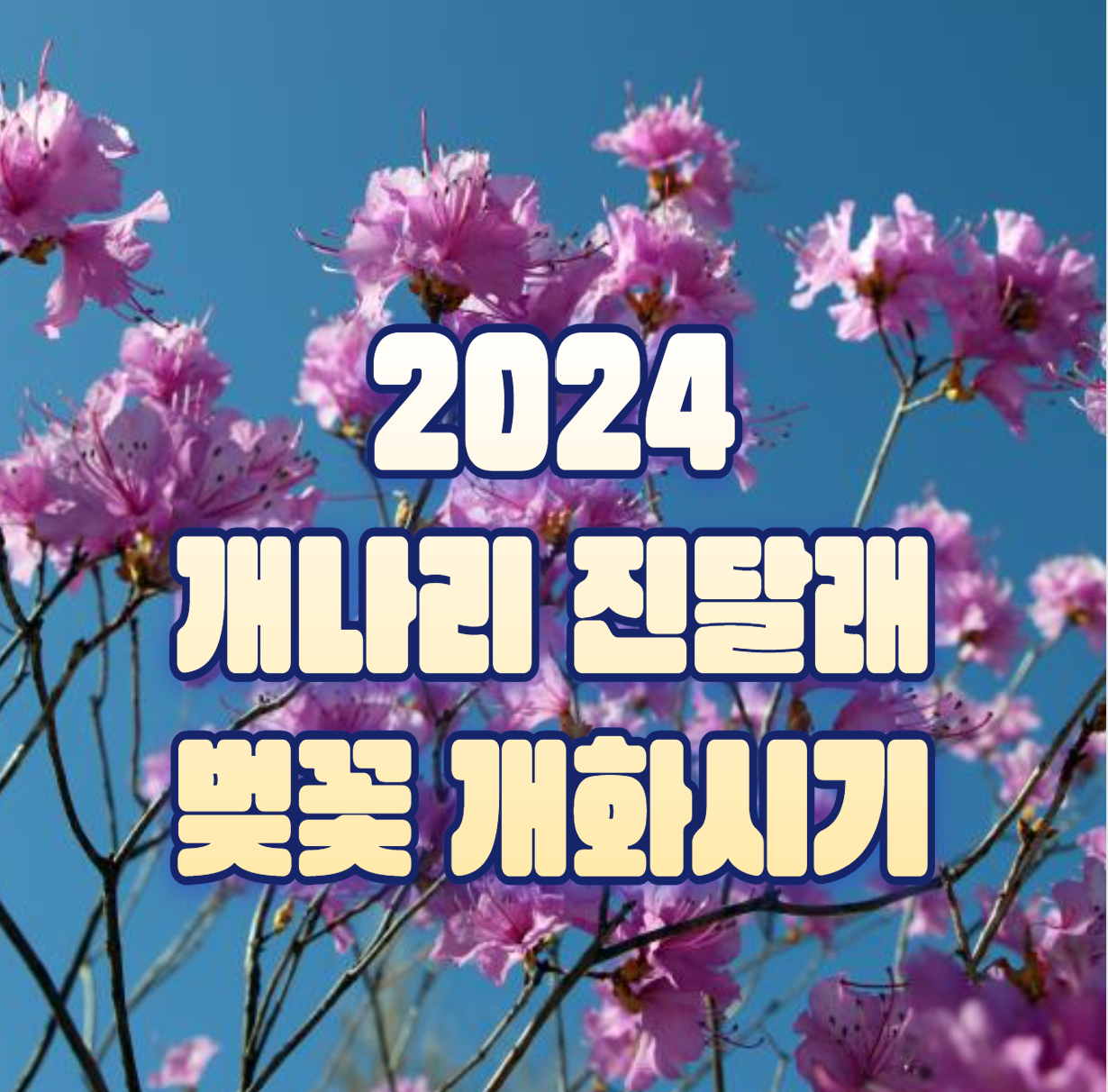 2024 개나리 진달래 벚꽃 개화시기