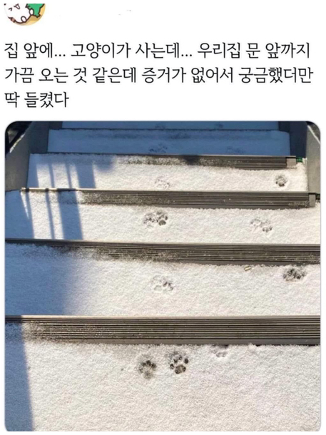  집 앞에 사는 고양이 증거 잡음