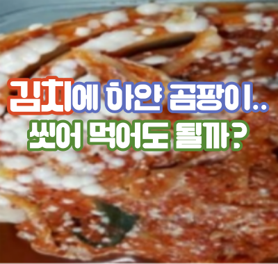 김치에 하얀 곰팡이.. 씻어 먹어도 될까?