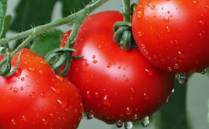  토마토(Tomato) 효능 및 먹는 방법