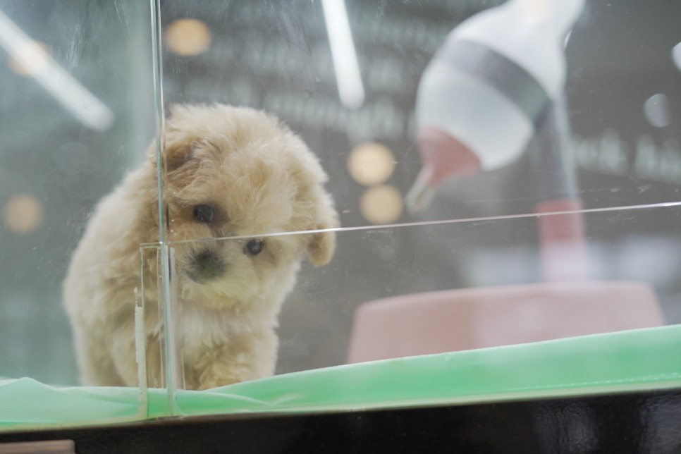 놀라운 외모 일산 강아지 분양 셀포메라니안 2