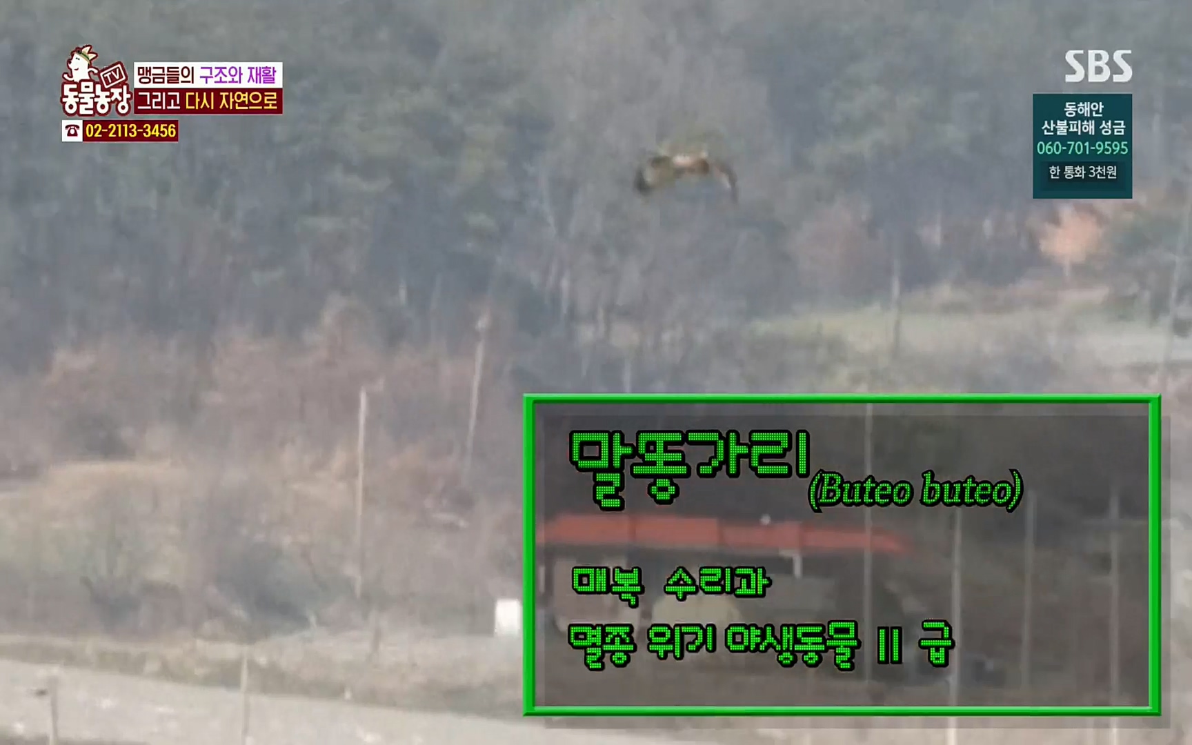 TV 동물농장.E1061.220320p.H264-F1RST.mp4_20220320_181832.872.jpg