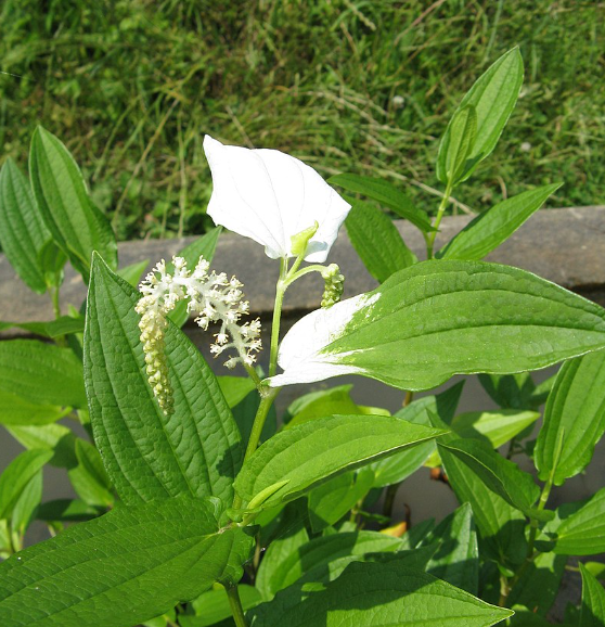 삼백초-한송이