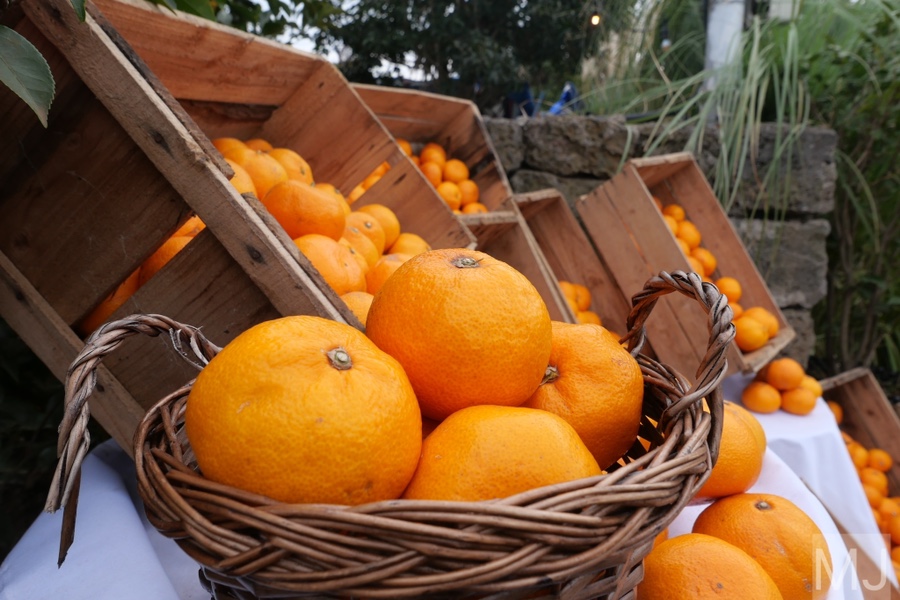 어린왕자 체험 in 감귤밭 카페 19