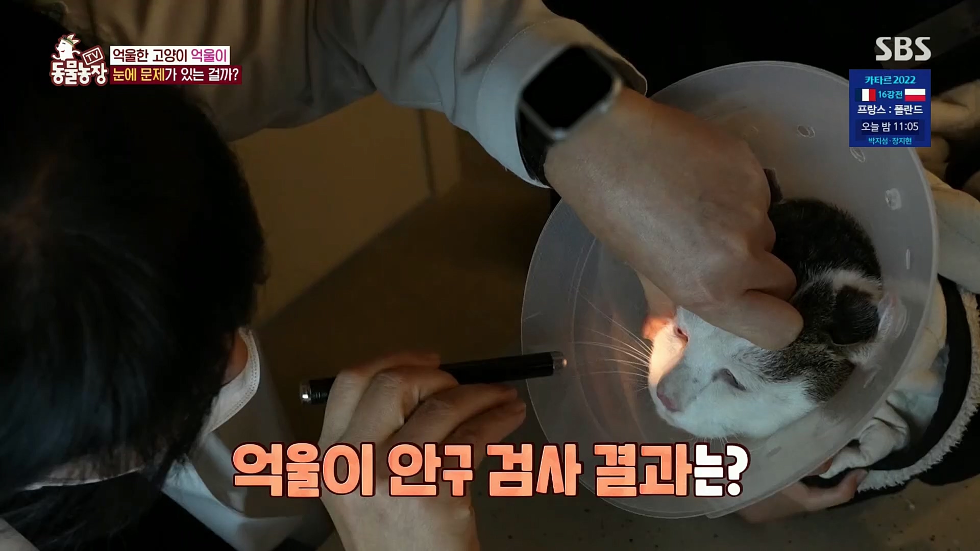 TV 동물농장.E1098.221204p.H264-F1RST.mp4_20221204_175412.367.jpg