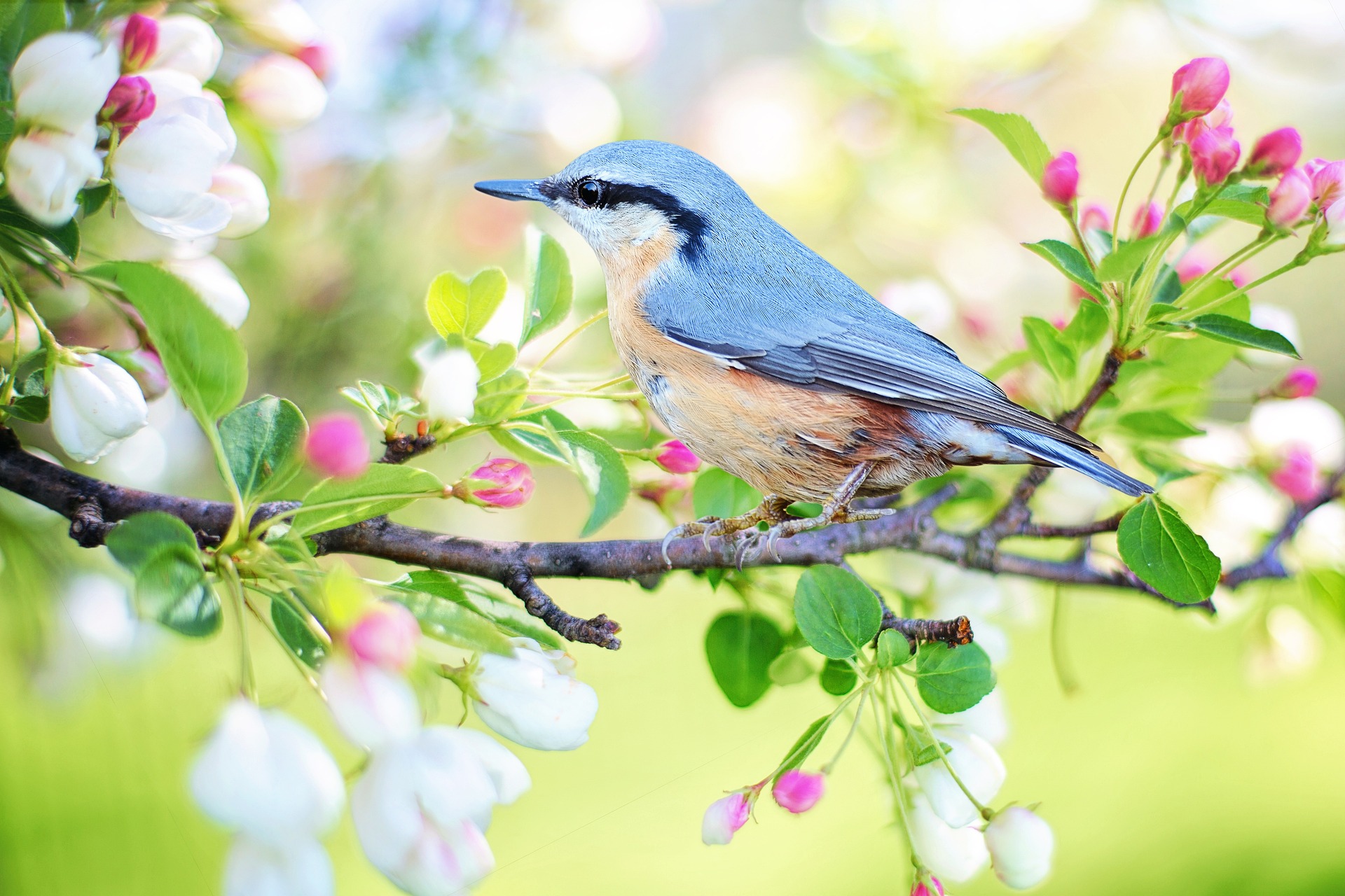 봄 계절의 새