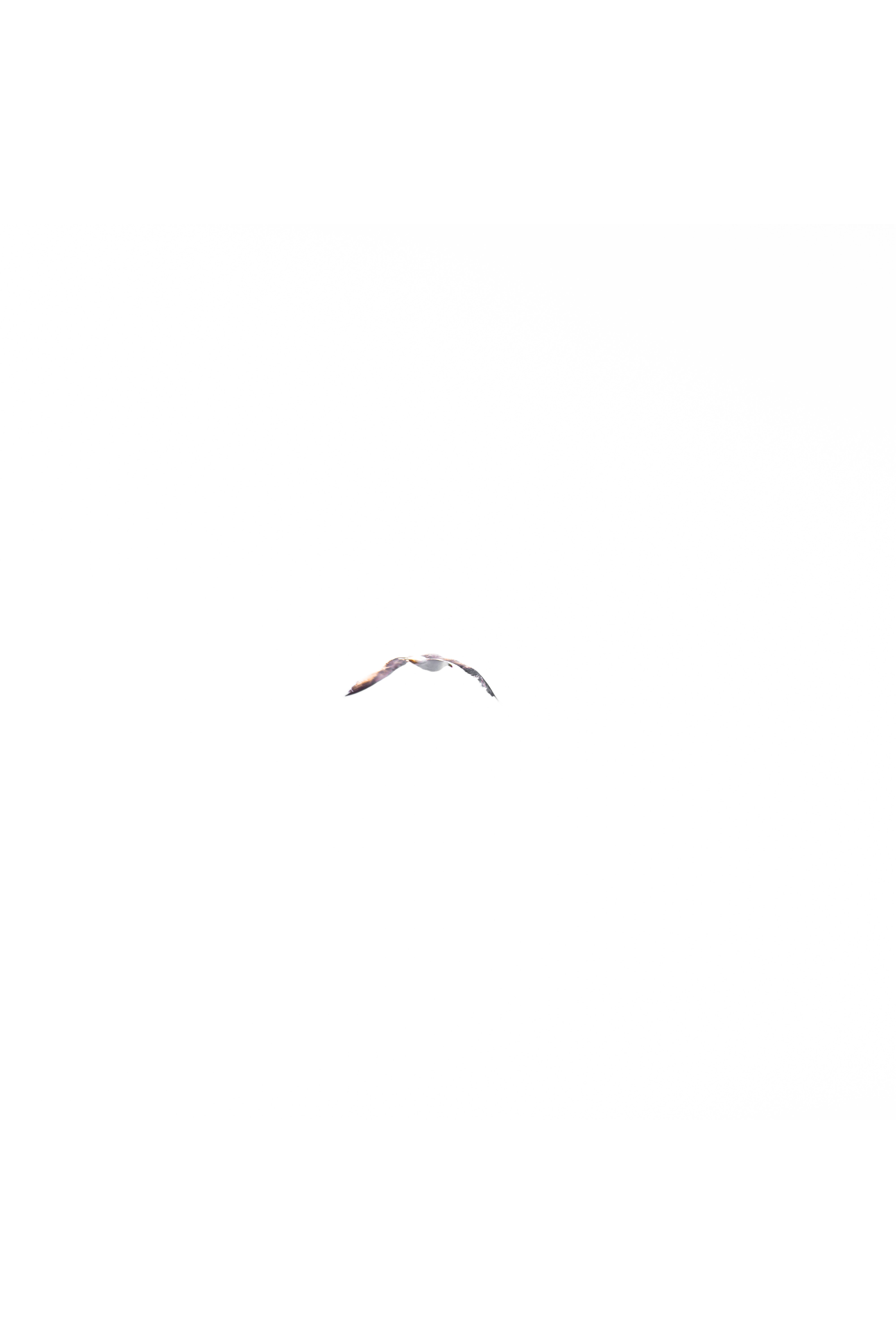  무소유 - 삶의 향기