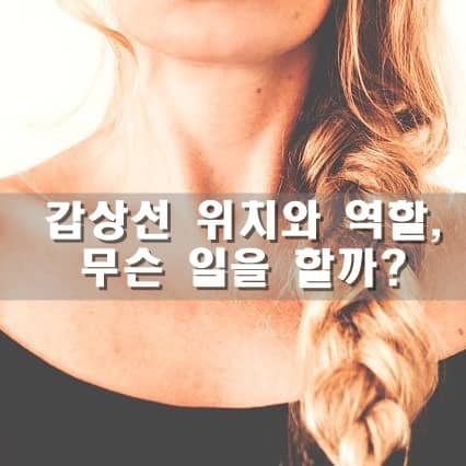  갑상선 위치와 역할, 무슨일을 할까?