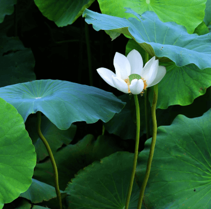 연꽃