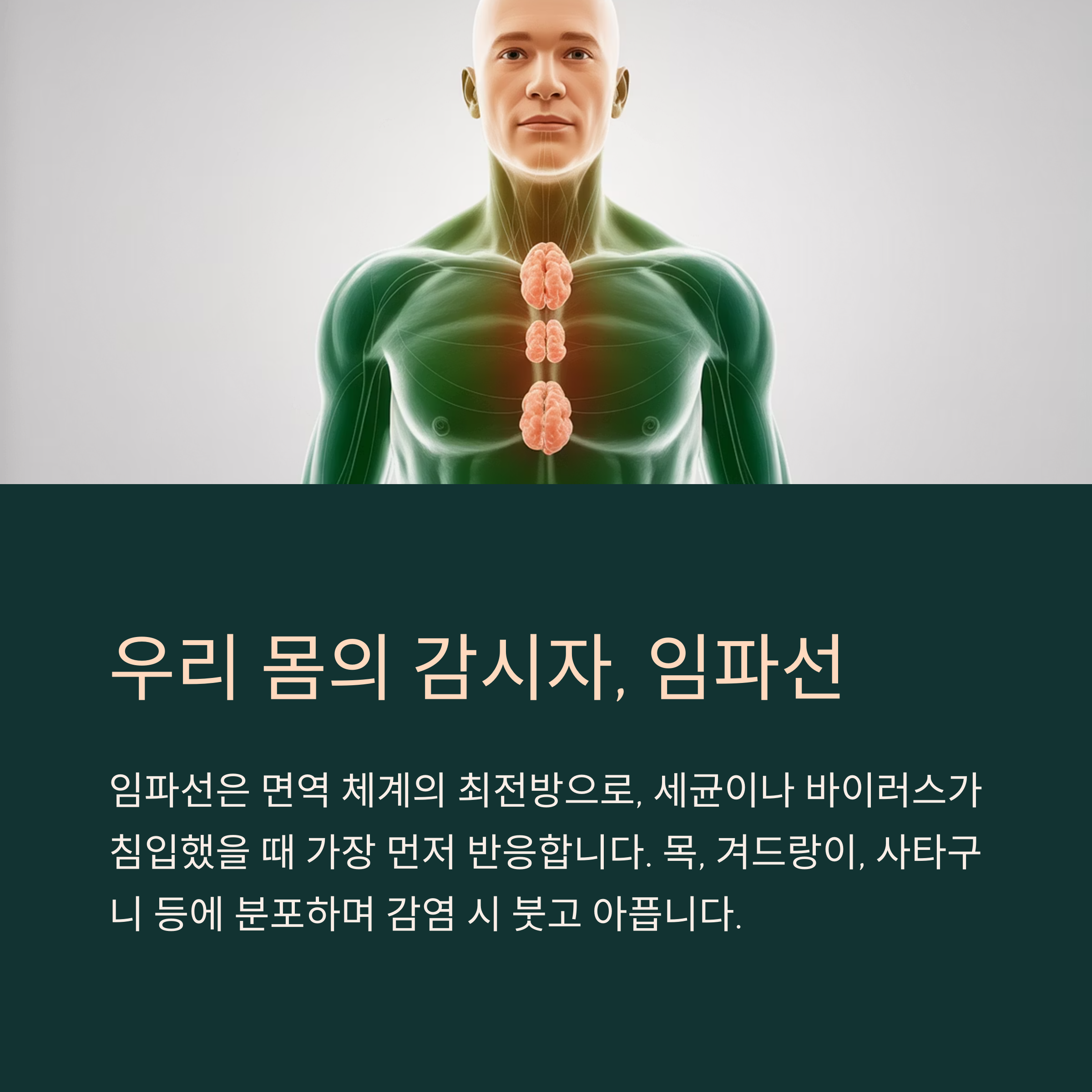 임파선이란 무엇인가요? 우리 몸의 감시자 역할