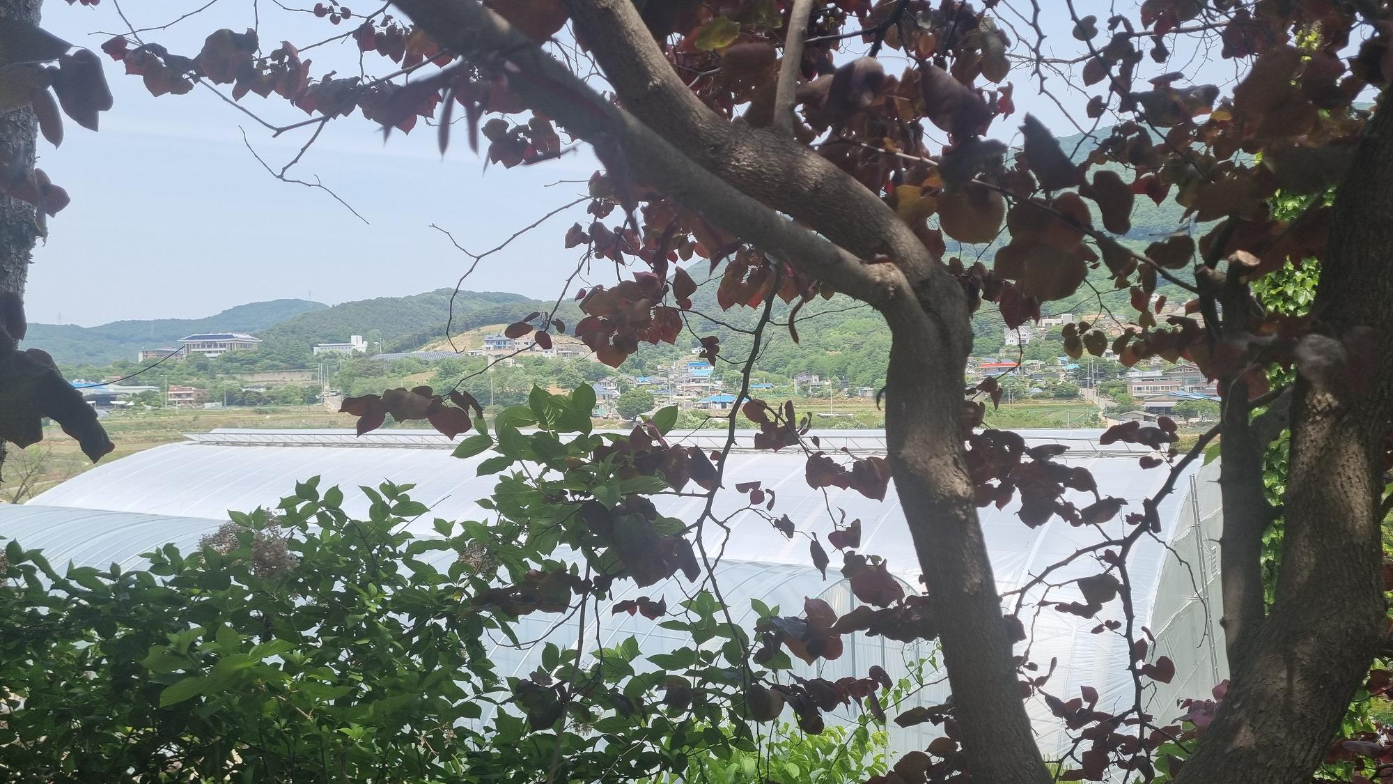화수목_풍경1