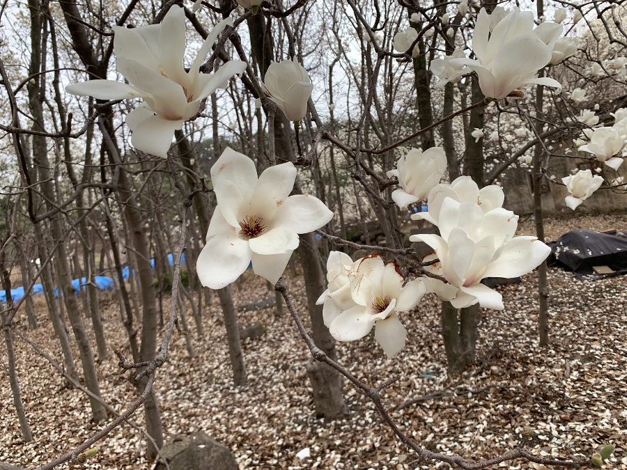 (리뷰) 대구 동화사 탐방, 벚꽃정물, 벚꽃축제 정보 8