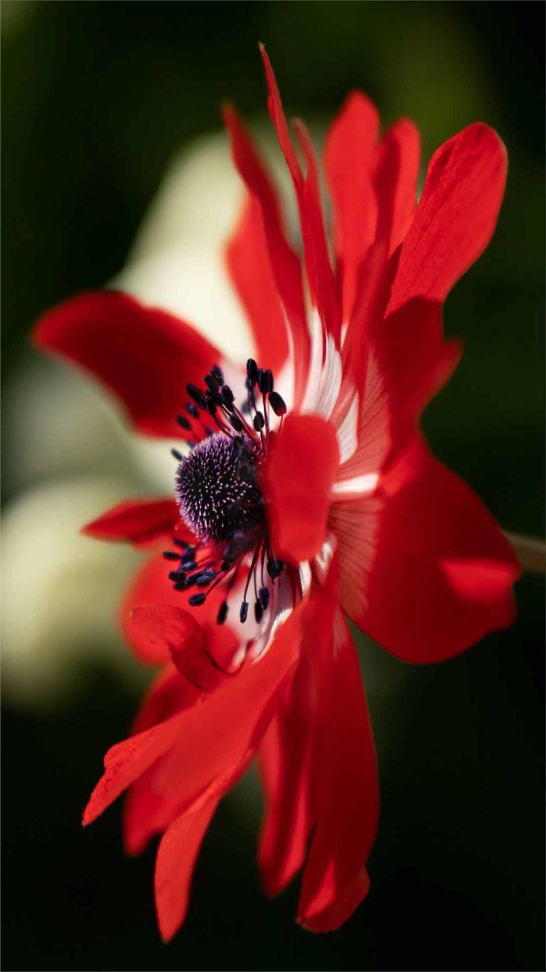 Anemone Flower iPhone Wallpaper