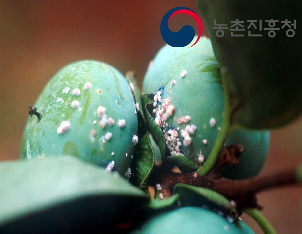 감나무 약치는 시기 – 감나무주머니깍지벌레