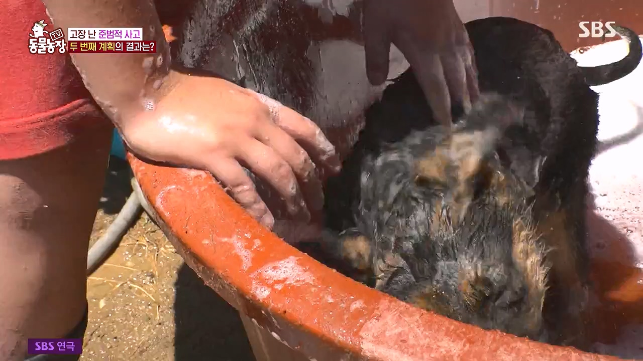 TV 동물농장.E1179.240708p-NEXT.mp4_20240707_160426.083.jpg