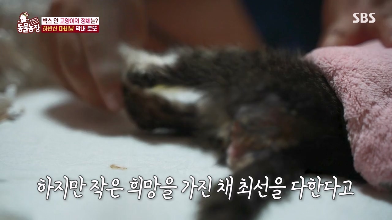 TV 동물농장.E1134.230821p-NEXT.mp4_20230820_193350.157.jpg