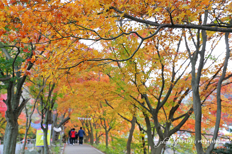 11/5 장산 단풍 절정의 정읍 내장사 19