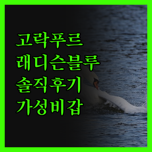 고락푸르 래디슨 블루 숙박 솔직 후기
