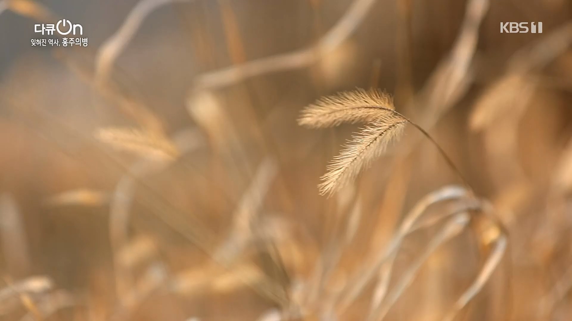 다큐 On.E187.230224p.H264-F1RST.mp4_20230225_174703.629.jpg