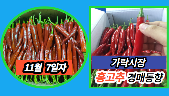  [경매사 일일보고] 11월 7일자 가락시장 홍고추 경매동향을 살펴보겠습니다!
