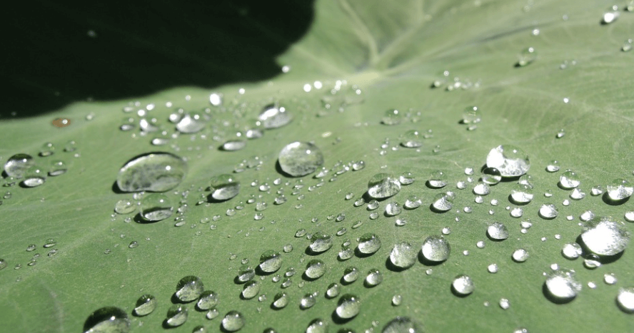 토란 잎에 물방울이 맺혀 있는 모습