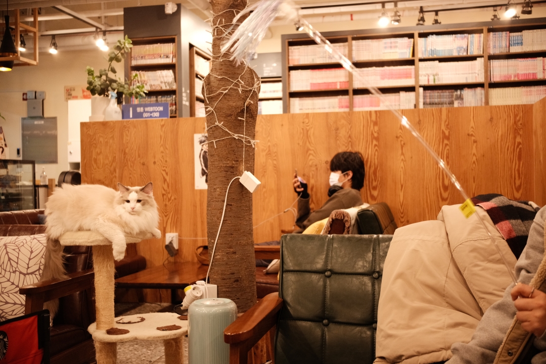 냥이툰 이미지