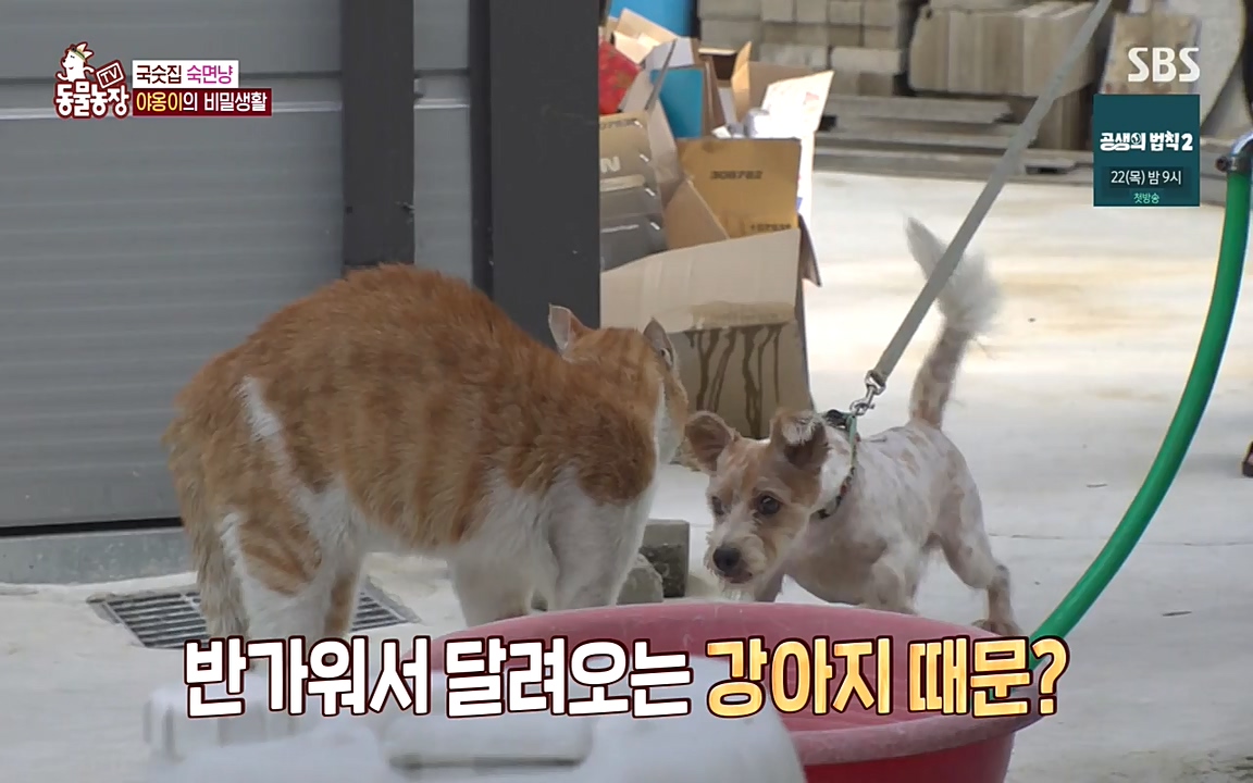 TV 동물농장.E1087.220919p-NEXT.mp4_20220918_180218.774.jpg