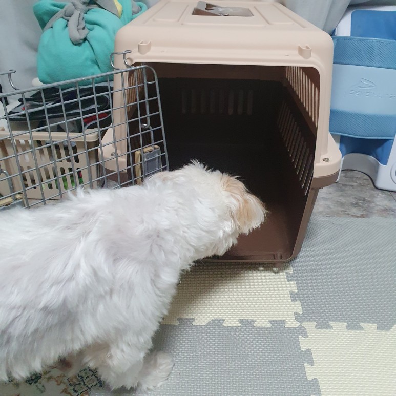 첫걸음 케널 트레이닝 강아지 분리 불안 9