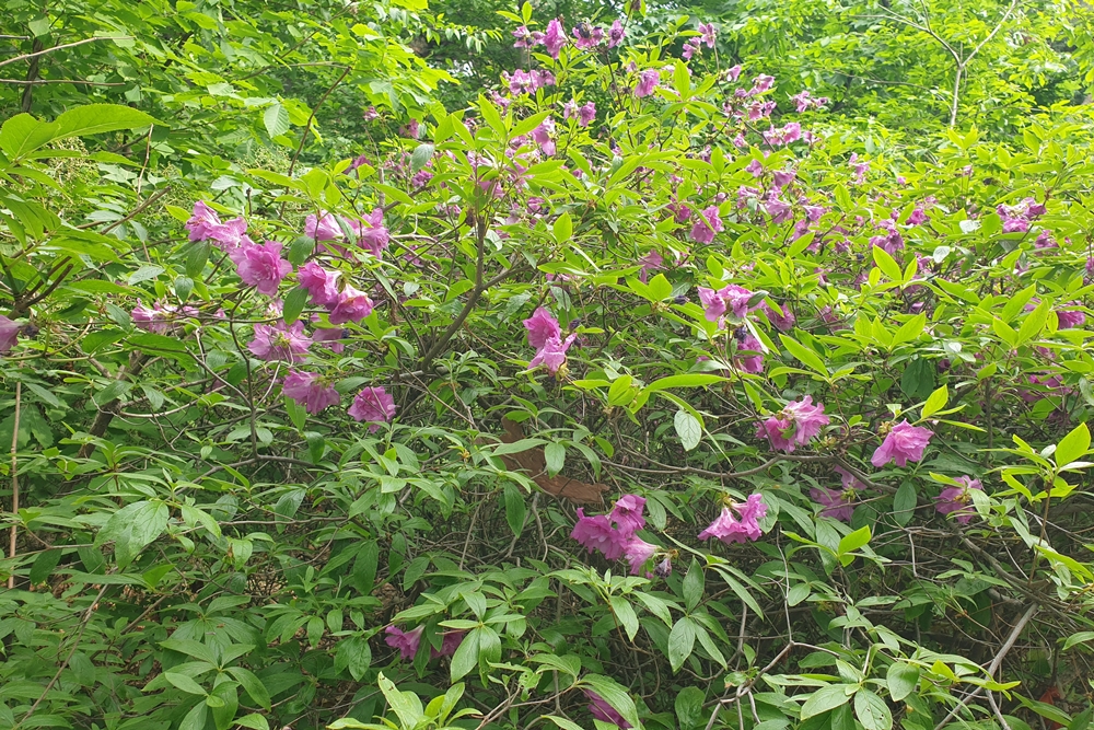 만첩산철쭉