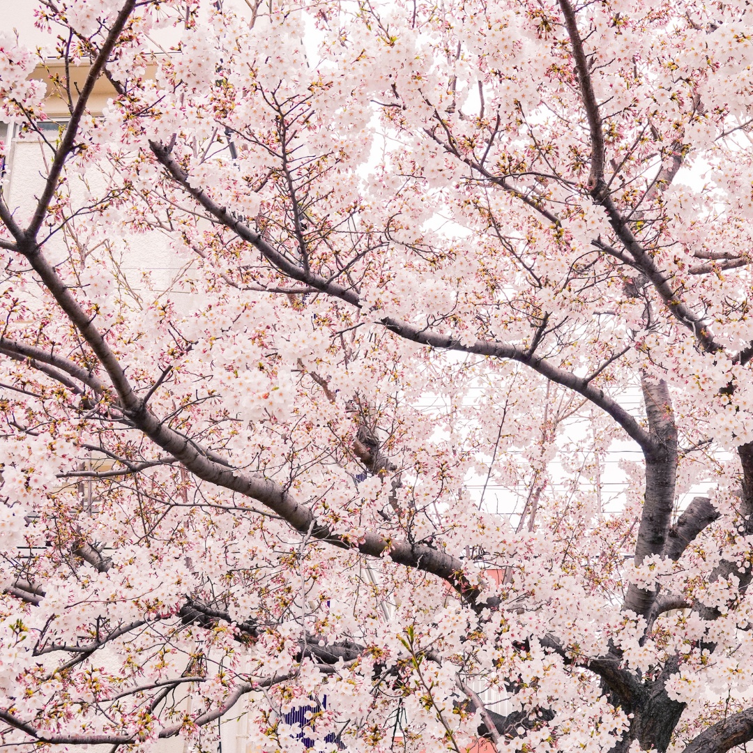 2024 전국 벚꽃축제 일정